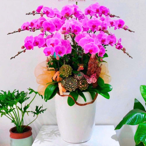 Lan Hồ Điệp T014 Lan Hồ Điệp T014