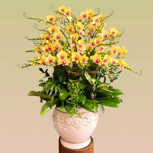 Lan Hồ Điệp T009 Lan Hồ Điệp T009